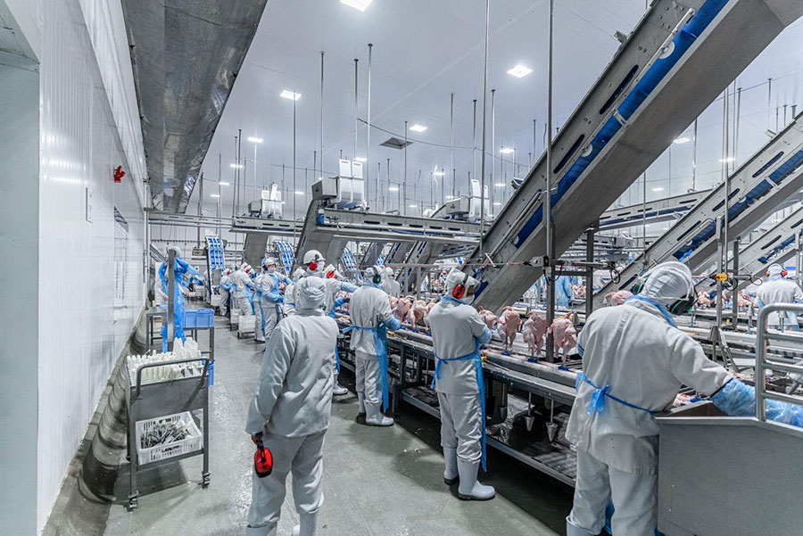 Descubra como elevar a eficiência produtiva do seu frigorífico